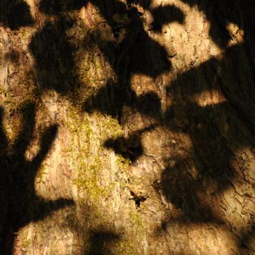 Schatten